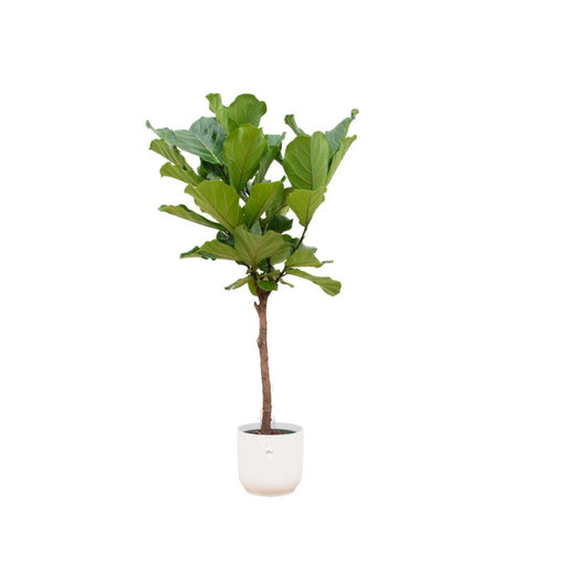 Ficus Lyrata Stam Inclusief Elho Vibes Fold Rund Wit - 160 Cm - Ø30