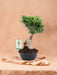 Ficus Microcarpa Ginseng