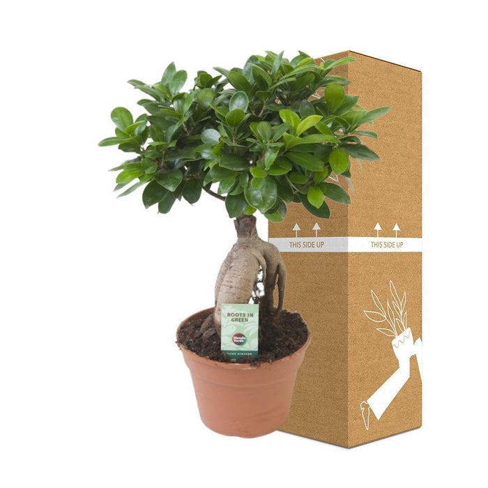 Ficus Microcarpa Ginseng