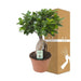 Ficus Microcarpa Ginseng