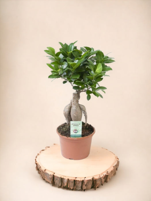 Ficus Microcarpa Ginseng