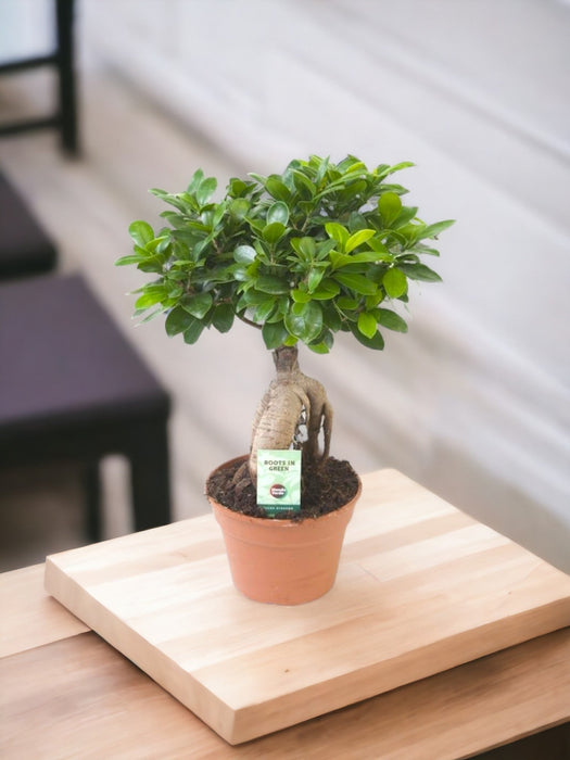 Ficus Microcarpa Ginseng