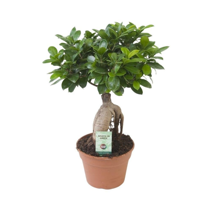 Ficus Microcarpa Ginseng