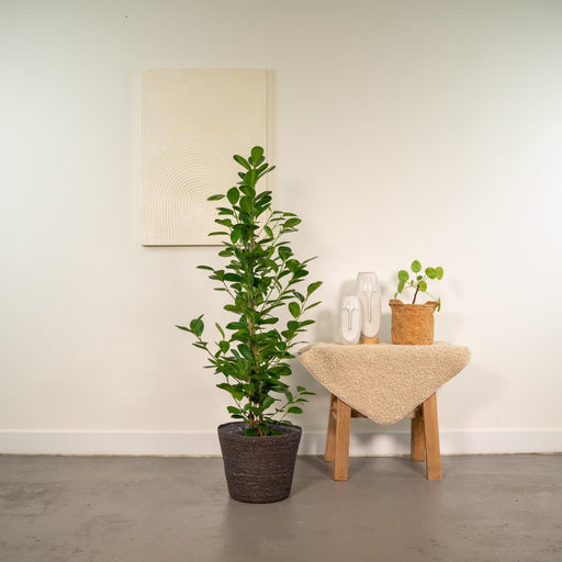 Ficus Microcarpa Moclame + Mand Igmar - ↨95Cm - Ø21Cm