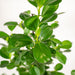 Ficus Microcarpa Moclame + Mand Igmar - ↨95Cm - Ø21Cm