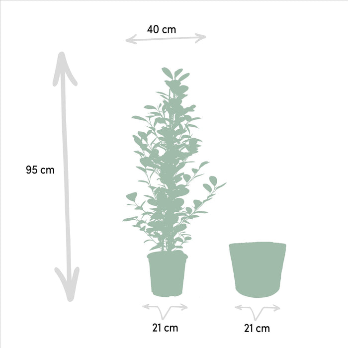 Ficus Microcarpa Moclame + Mand Igmar - ↨95Cm - Ø21Cm