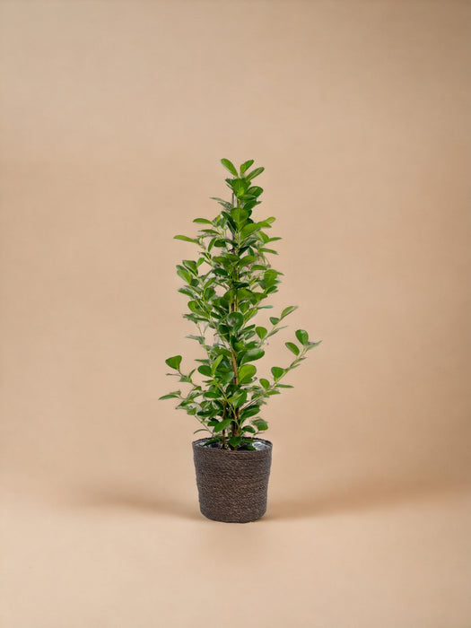 Ficus Microcarpa Moclame + Mand Igmar - ↨95Cm - Ø21Cm