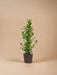 Ficus Microcarpa Moclame + Mand Igmar - ↨95Cm - Ø21Cm