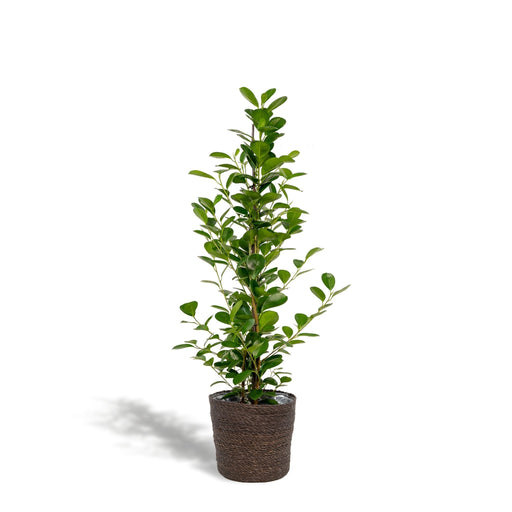 Ficus Microcarpa Moclame + Mand Igmar - ↨95Cm - Ø21Cm