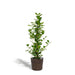 Ficus Microcarpa Moclame + Mand Igmar - ↨95Cm - Ø21Cm