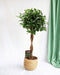 Ficus Microcarpa Moclame Flettet Stamme H110Cm