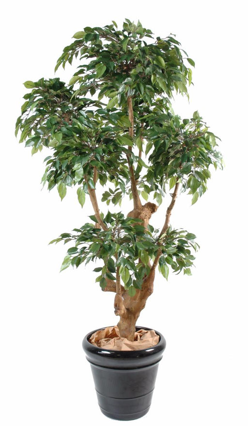 Kunstig Ficus Natasja 170Cm Innendørs Plante