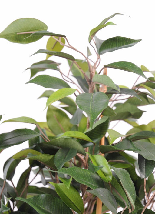 Kunstig Ficus Natasja 60 Cm Inneplante