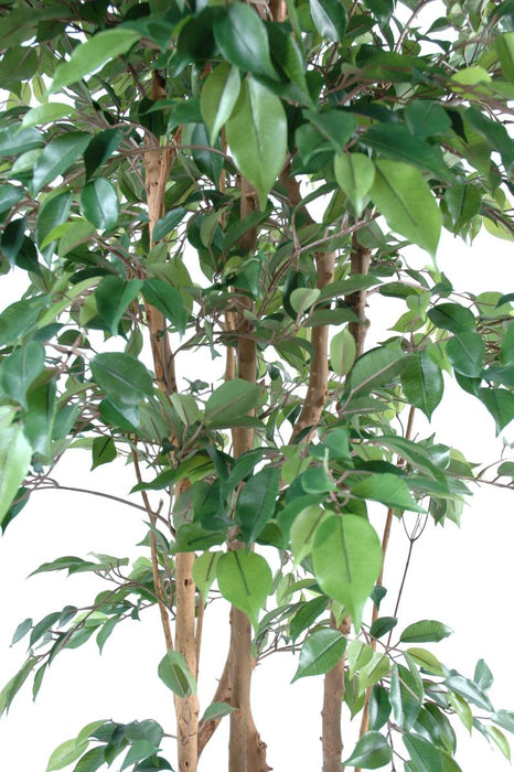 Ficus Natasja Kunstig Multi-Stem 180Cm Innendørs Plante