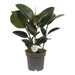 Ficus Robusta