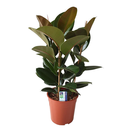 Ficus Robusta