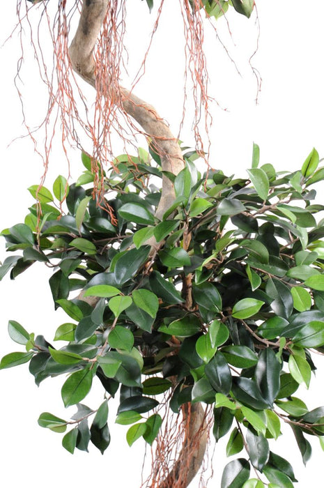 Kunstig Spiral Ficus 180 Cm For Innendørs