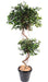 Kunstig Spiral Ficus 180 Cm For Innendørs