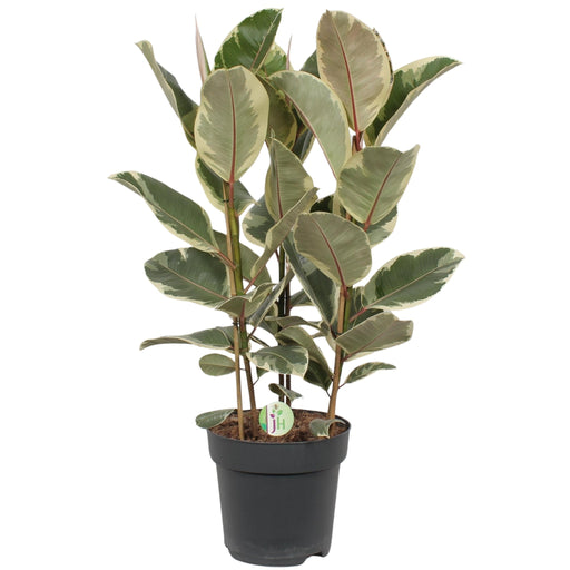 Ficus Tineke - H85Cm, Ø27Cm - Stort Innendørsanlegg