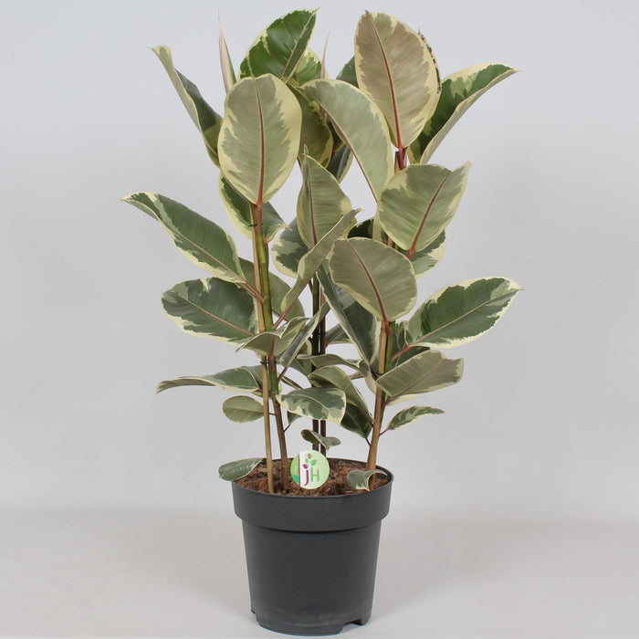 Ficus Tineke - H85Cm, Ø27Cm - Stort Innendørsanlegg