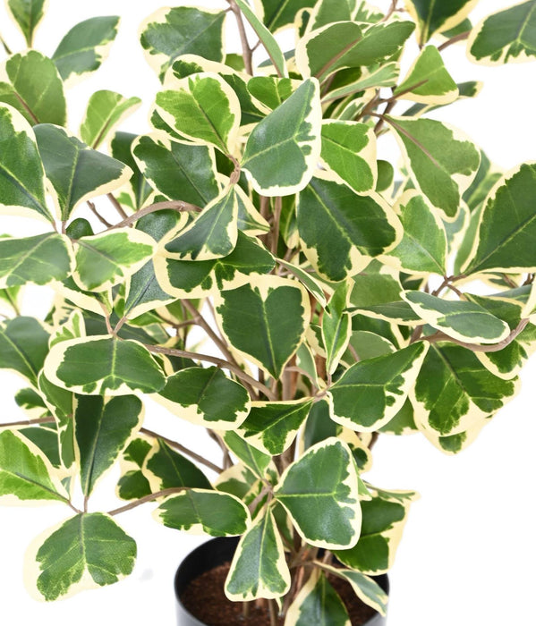 Ficus Triangularis Kunstig Innendørs Plante 50Cm