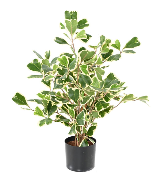 Ficus Triangularis Kunstig Innendørs Plante 50Cm