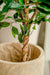 Ficus Benjamina - Kunstig Tre