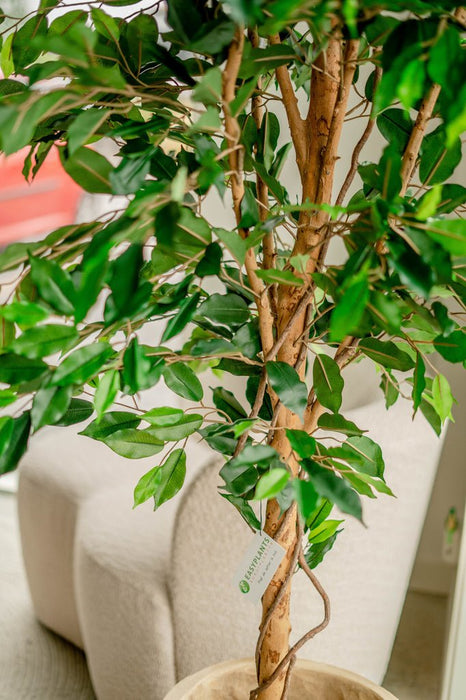 Ficus Benjamina - Kunstig Tre