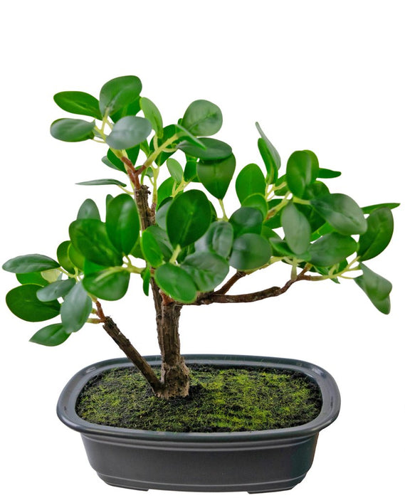 Ficus - Kunstig Bonsai