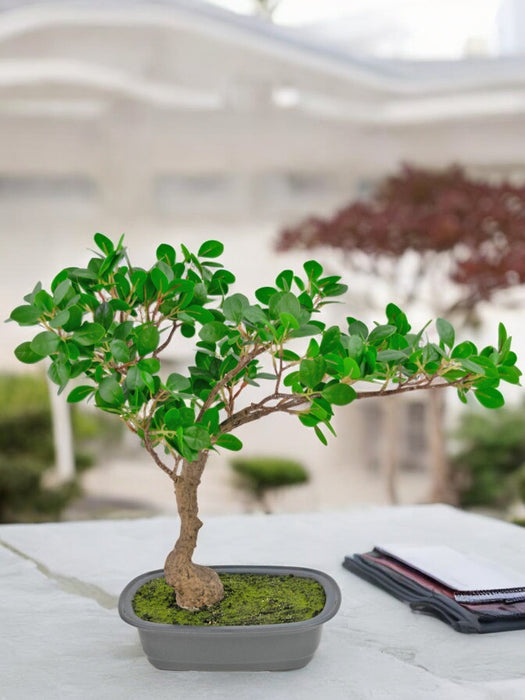 Ficus - Kunstig Bonsai