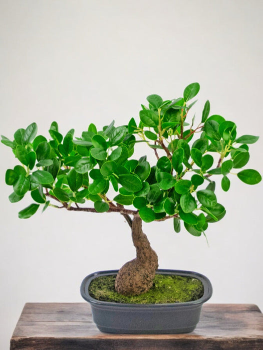 Ficus - Kunstig Bonsai