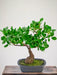 Ficus - Kunstig Bonsai