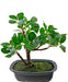 Ficus - Kunstig Bonsai