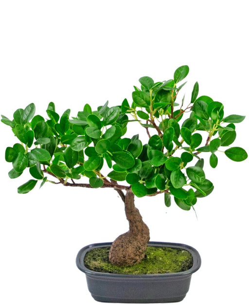 Ficus - Kunstig Bonsai