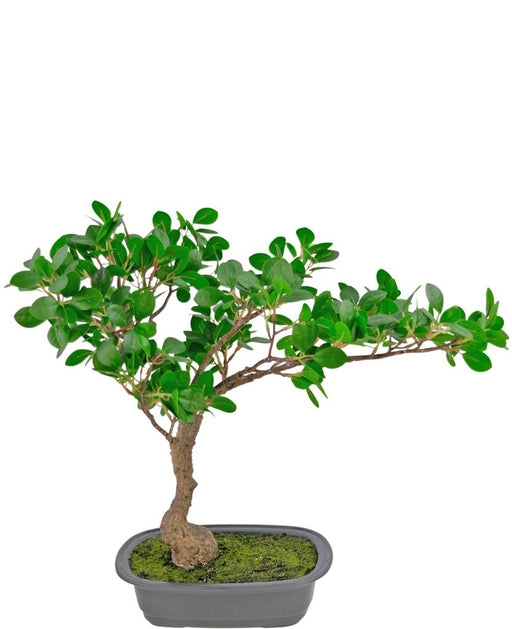 Ficus - Kunstig Bonsai