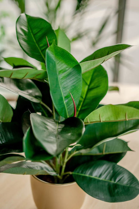 Ficus Elastica Rubber - Kunstig Grønn Plante