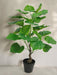 Ficus - Stor Kunstig Plante