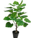 Ficus - Stor Kunstig Plante