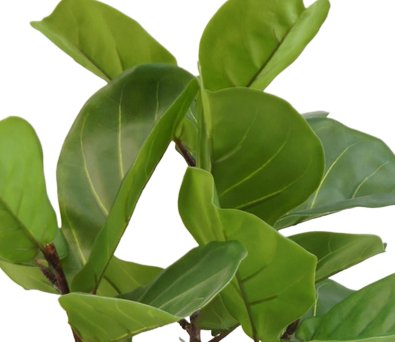 Ficus Lyrata - Stor Kunstig Plante