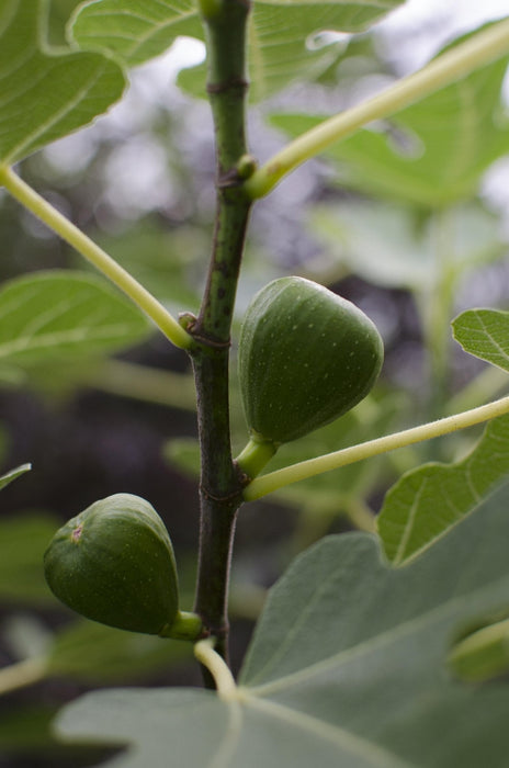 Fikentre Ficus 'Gusissimo Perretta'