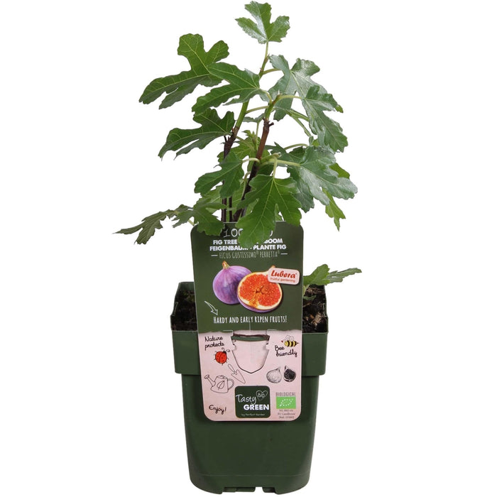 Fikentre Ficus 'Gusissimo Perretta'