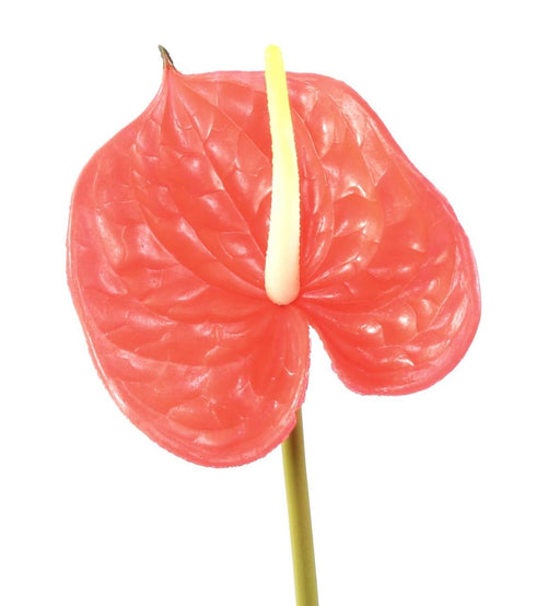 Kunstig Blomst Anthurium Rød H.58Cm Dekor