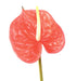 Kunstig Blomst Anthurium Rød H.58Cm Dekor