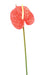 Kunstig Blomst Anthurium Rød H.58Cm Dekor