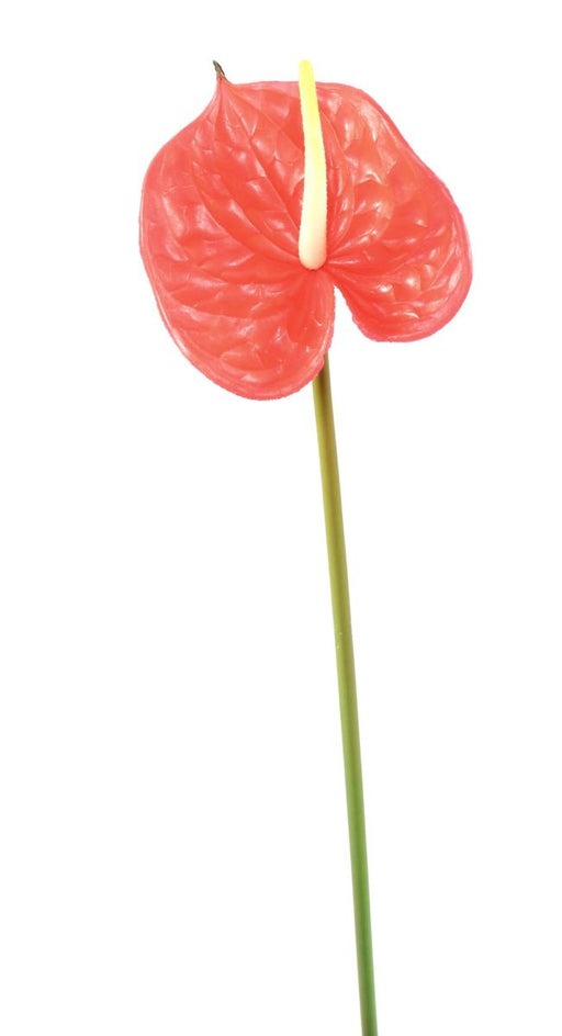 Kunstig Blomst Anthurium Rød H.58Cm Dekor