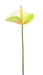 Kunstig Blomst Anthurium Grønn 60Cm Dekorasjon