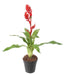 Kunstig Blomst Bromelia Rød 55Cm Dekor