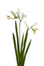 Kunstig Blomst Freesia Hvit 60Cm For Bukett