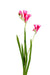 Kunstig Blomst Freesia Rosa 60Cm For Bukett