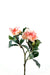 Artificial Flower Gardenia Peach 65Cm Interiørdekorasjon